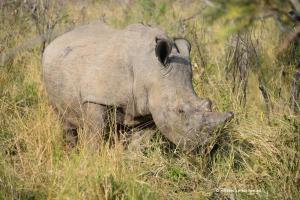 White Rhino / Breitmausnashorn