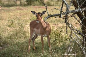 Impalaweibchen