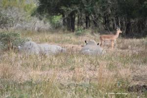 White Rhinos am Wellnessen ;-)