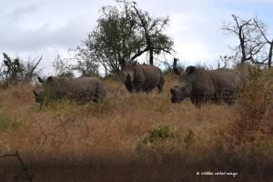 Und nochmals drei der Sorte