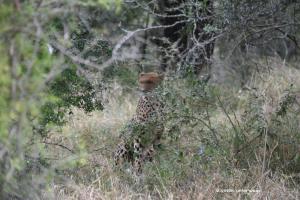 Gepardenmutter (leider hat sie den Kopf gerade bewegt und war dann fort ...)