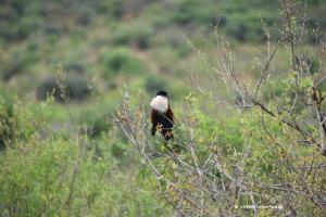 Burchell's coucal / Burcell-Kuckuck