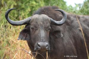 Büffel
