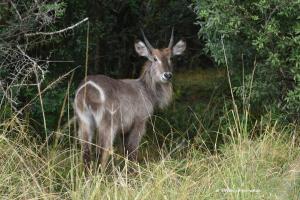 Männlicher Wasserbock