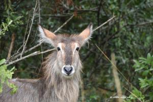 Weiblicher Wasserbock