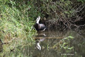 Wolly necked stork / Wollhalsstorch