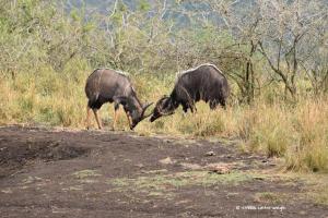 Junge Nyalaböcke am spielerischen kämpfen