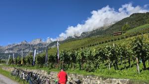 Weinberge bei Walenstadt