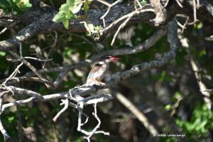 Striped Kingfisher / Streifenliest