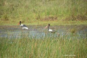 Saddle-billed stork / Sattelstorch