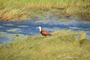 African Jacana / Blaustirn Blatthühnchen