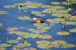 African pygmy goose / Schmuckzwergente