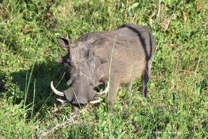 Ich bin ein Warzenschwein ;-) !