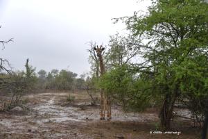 Kleine, nasse Giraffe