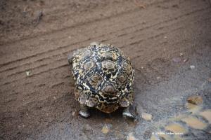 Leopardenschildkröte 