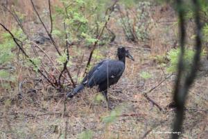 Juvenile Southern Ground Hornbill / Junger Rotgesicht-Hornrabe