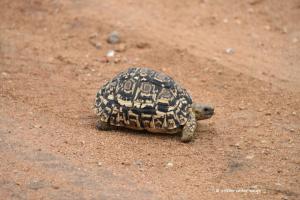 Leopardenschildkröte