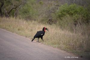 Erwachsener Hornrabe