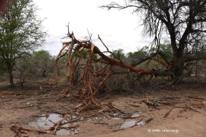 Zerstört von Elefanten