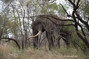 Riesiger Elefantenbulle