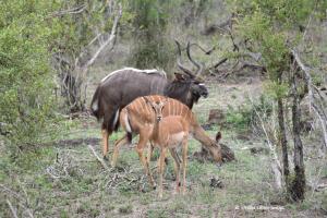Nyalabulle, Nyalaweibchen und weibliches Impala
