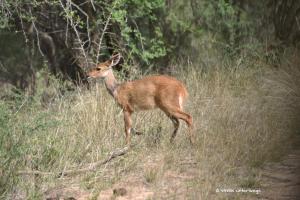 Duiker
