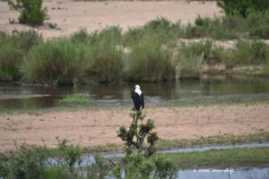 Fish Eagle / Weisskopfadler