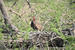 Swainson's spurfowl / Swainsonfrankolin