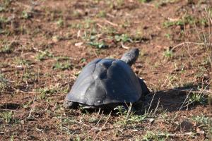 Serrated hinged Terrapin / Gezähnte Pelomeduse