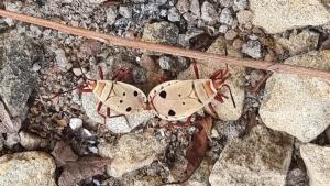Mating Assasin Bugs / Raubwanzen bei der Paarung