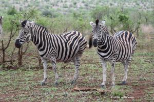 Steppenzebras