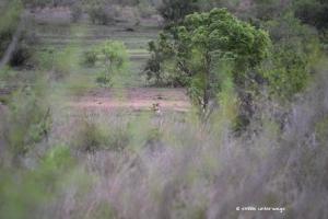 Wer sieht die Geparden?
