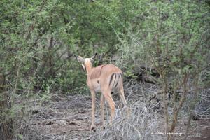 Dem Impala wird das Ohr geputzt