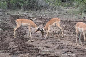 Impalas beim Kämpfen