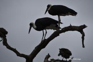 Wolly necked stork / Wollhalsstorch