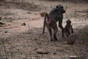 Lausebengel an der Leine ;-) 
