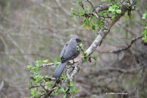 Grey go-away bird / Lourie