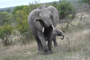 Schnüfflender Elefant