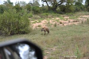 Ahnungslose Tüpfelhyäne