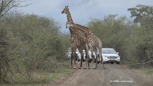 Spielerisch kämpfende Giraffenbullen