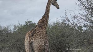 Huckepack / Red billed Oxpecker / Rotschnabel Madenhacker