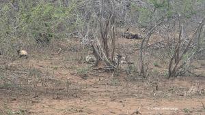 Die Wildhunde machen Siesta