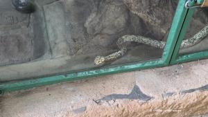 Interessante Schlange