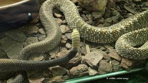 Schwanzende der Klapperschlange