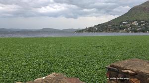Wasserlilien nehmen Überhand