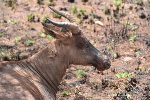 Tsessebe / Leierantilope