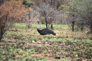 Straussenmann am Brüten