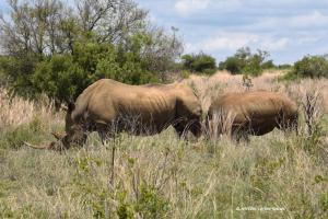 Nashörner mit Nasen und Hörnern 