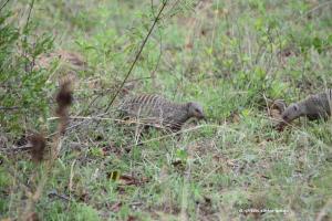 Banded Mangoose / Streifenmangusten