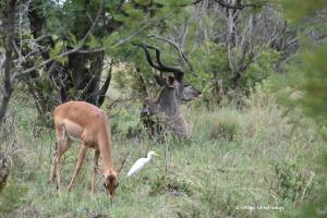 Trio aus Impaladame, Kuhreiher und Kudubock